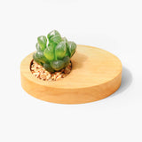 Pot à plante en bois pour bureau — décoration minimaliste