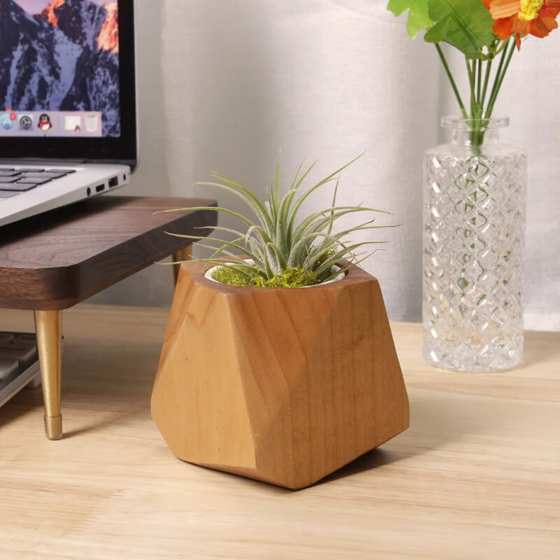 Pot à plantes en bois peuplier & hévéa — Cactus & herbes aromatiques