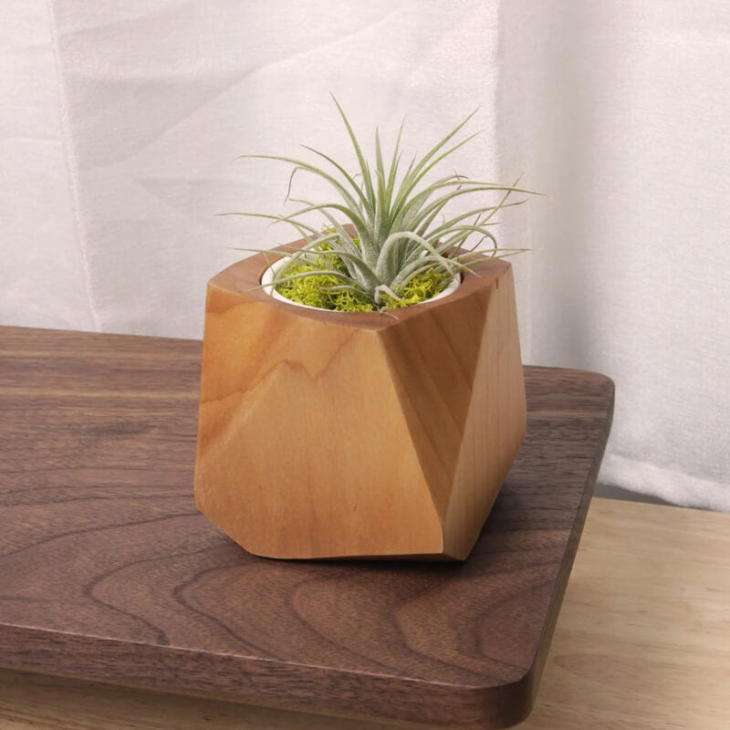 Pot à plantes en bois peuplier & hévéa — Cactus & herbes aromatiques