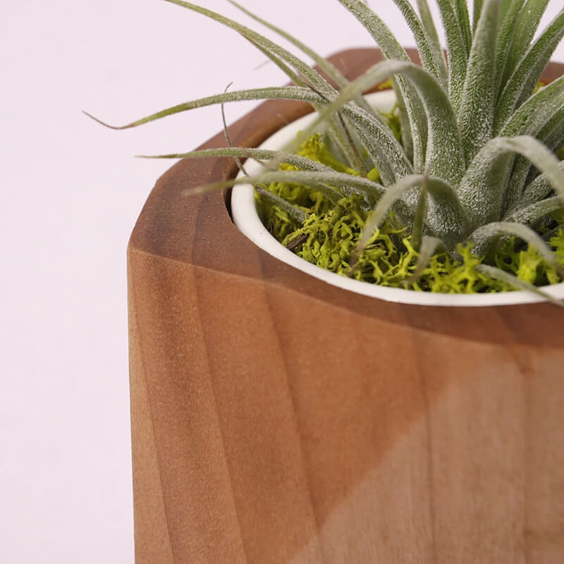 Pot à plantes en bois peuplier & hévéa — Cactus & herbes aromatiques