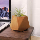 Pot à plantes en bois peuplier & hévéa — Cactus & herbes aromatiques