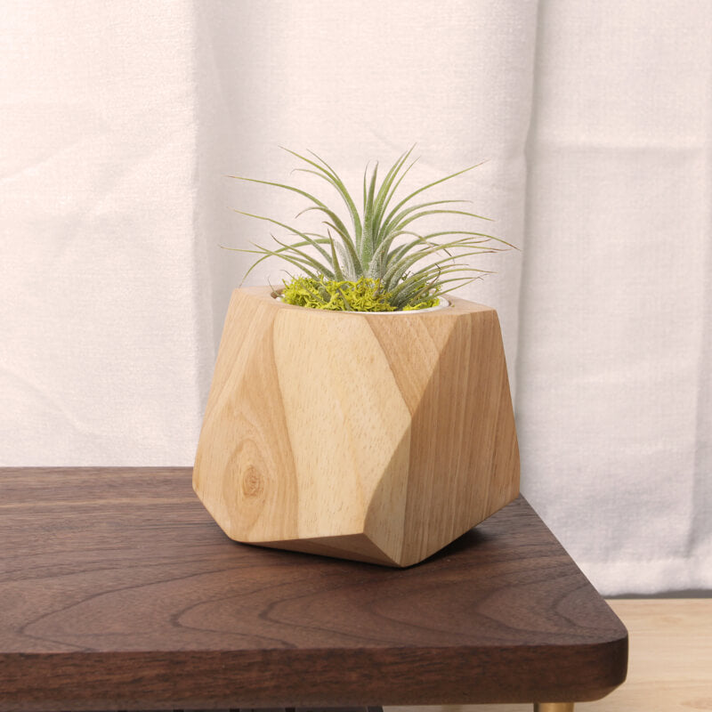 Pot à plantes en bois peuplier & hévéa — Cactus & herbes aromatiques