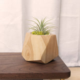 Pot à plantes en bois peuplier & hévéa — Cactus & herbes aromatiques