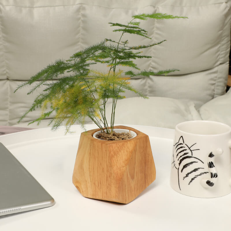 Pot à plantes en bois peuplier & hévéa — Cactus & herbes aromatiques