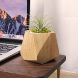Pot à plantes en bois peuplier & hévéa — Cactus & herbes aromatiques