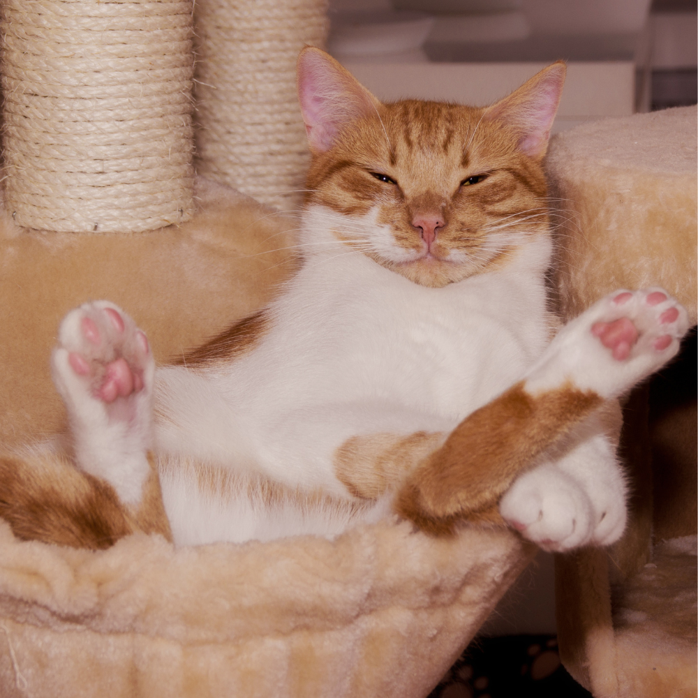 Avis clients Craft Kitties